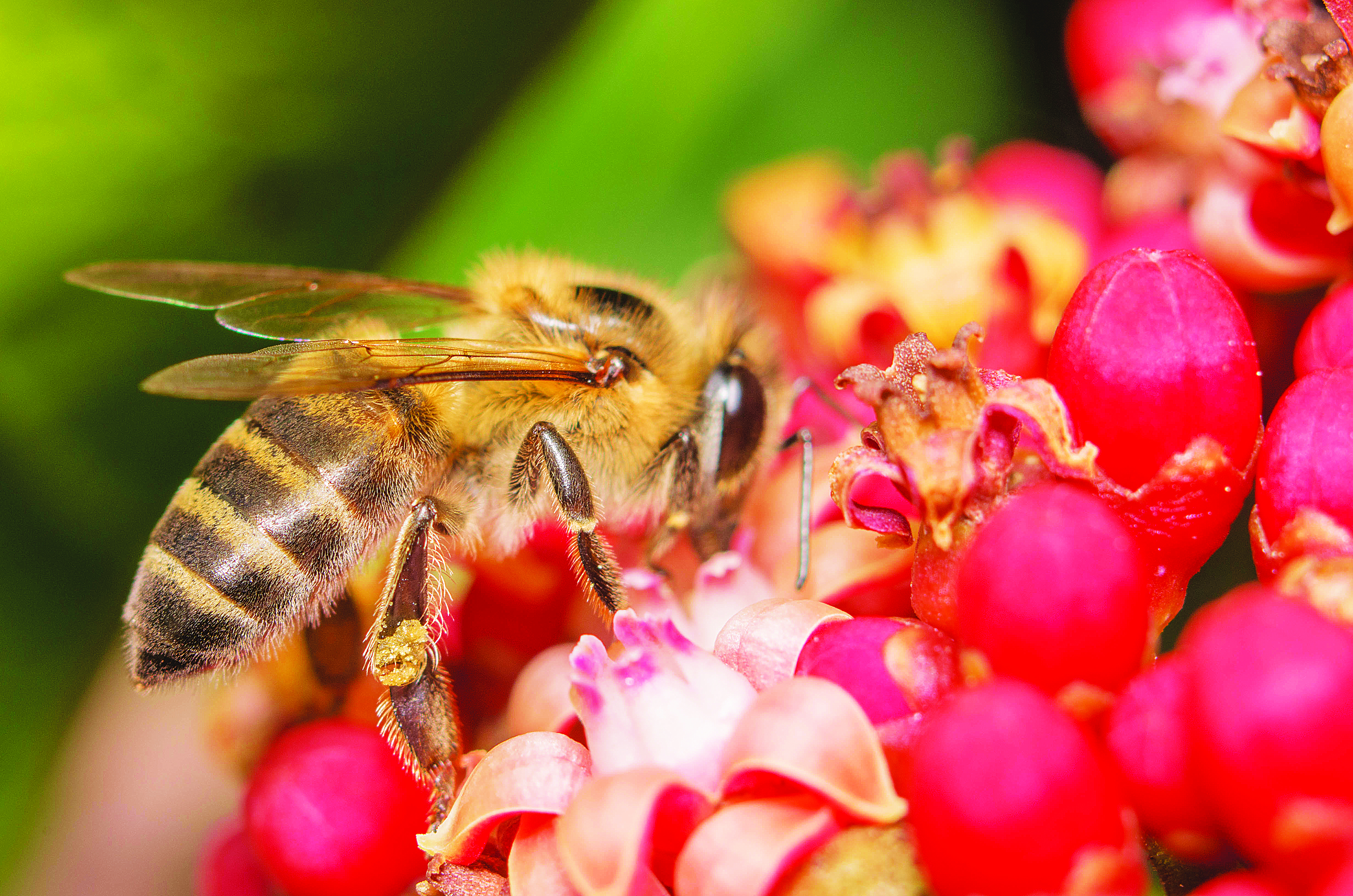 TB World Bee day TB World Bee day
