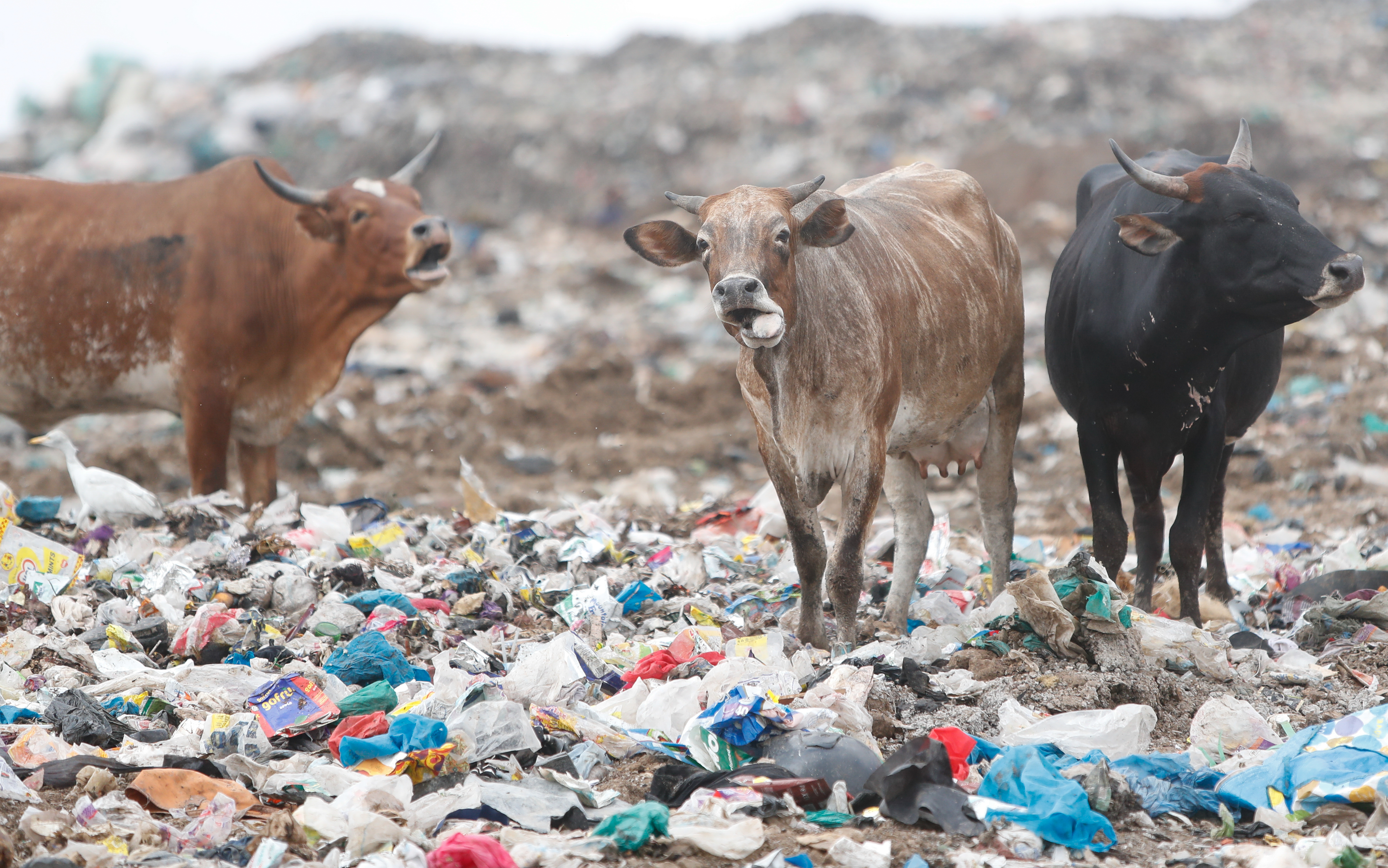 Plastic Pollution on animal Plastic Pollution on animal