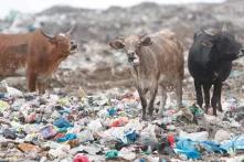 Plastic Pollution on animal