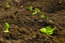 Soil Health for Sustainable 