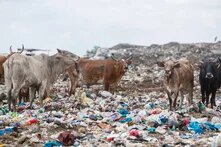 _Plastic pollution image 4650