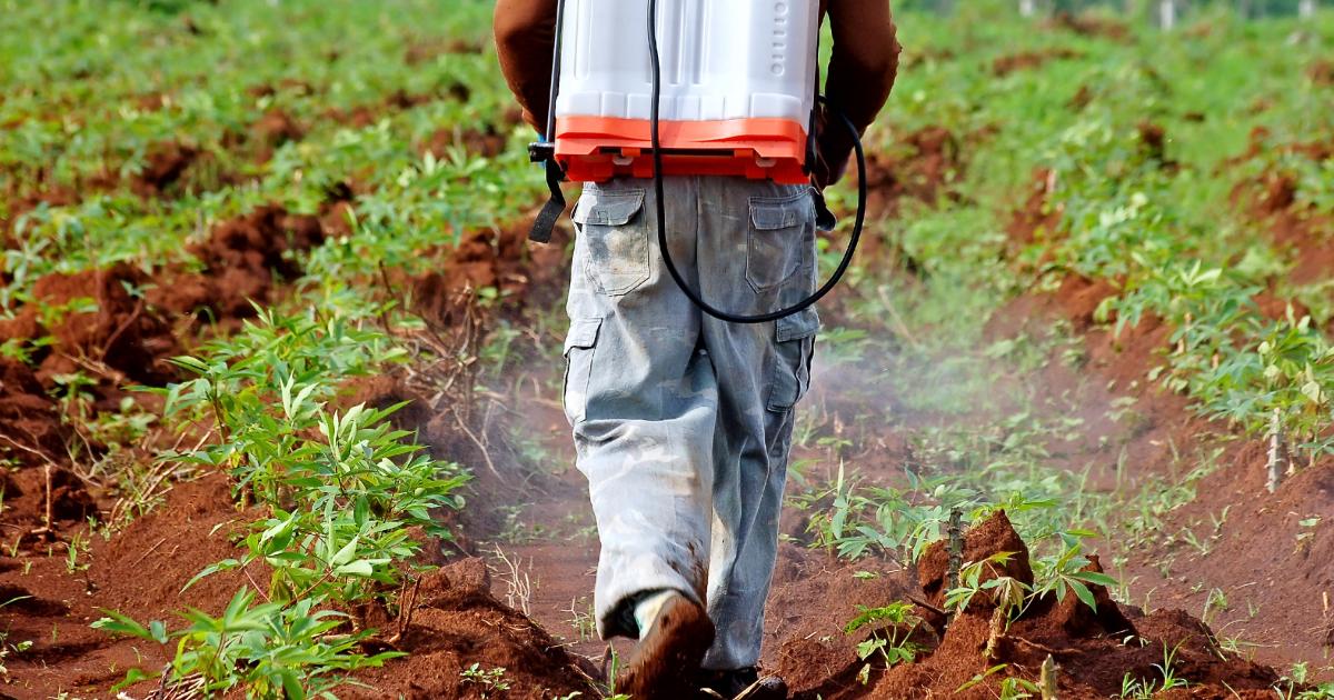 Pesticides legislation in Kenya What you need to know Heinrich Böll