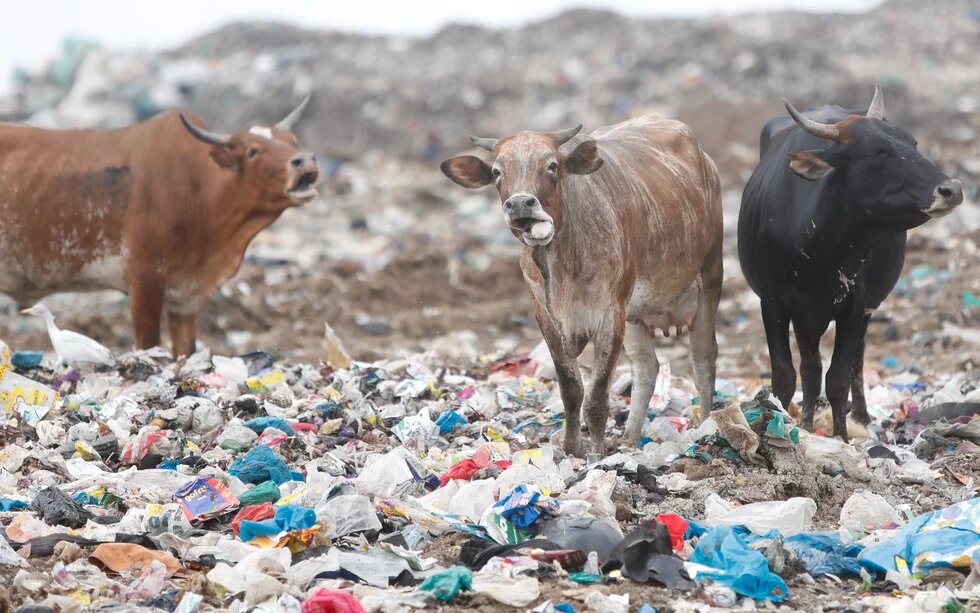 Plastic Pollution on animal