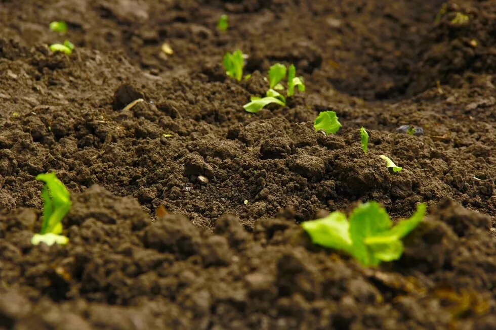 Soil Health for Sustainable 