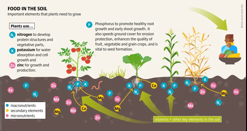 Figure 2: Food in the soil 