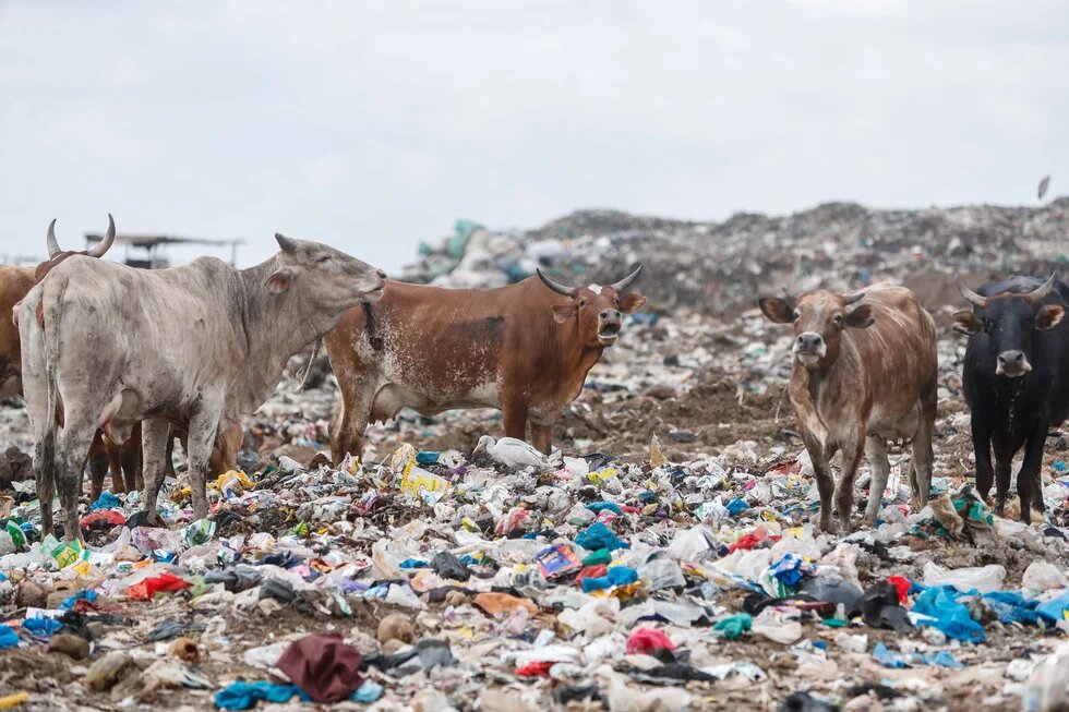 _Plastic pollution_image 4650 _Plastic pollution image 4650